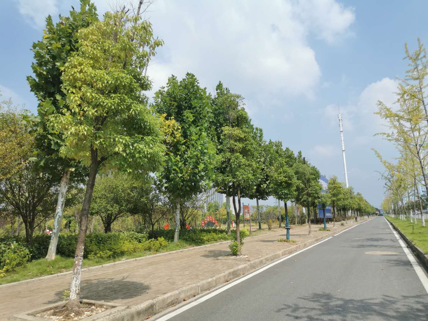 站前大道綠化-01 站前大道綠化-01