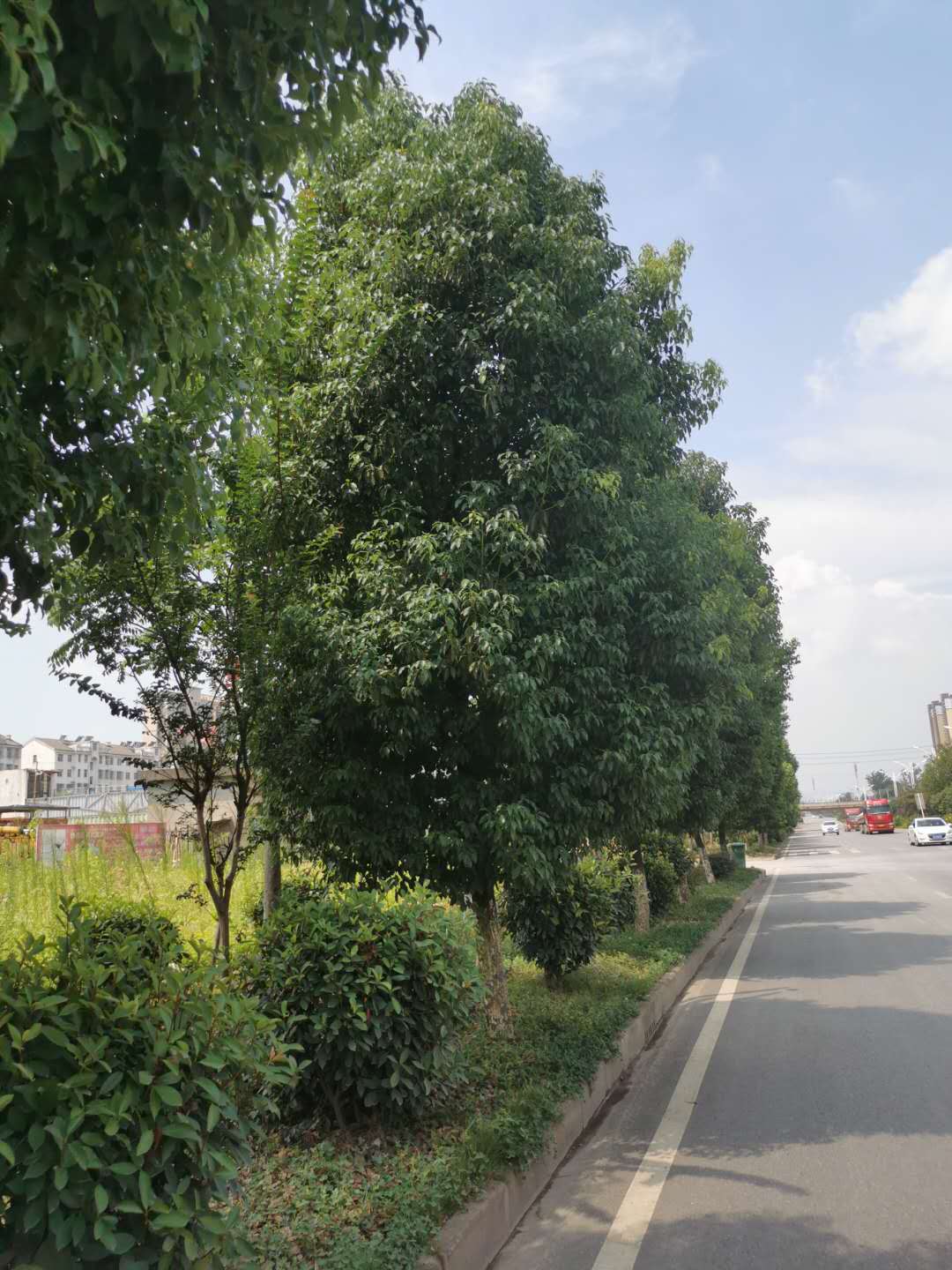 金湖大道綠化-07 金湖大道綠化-07