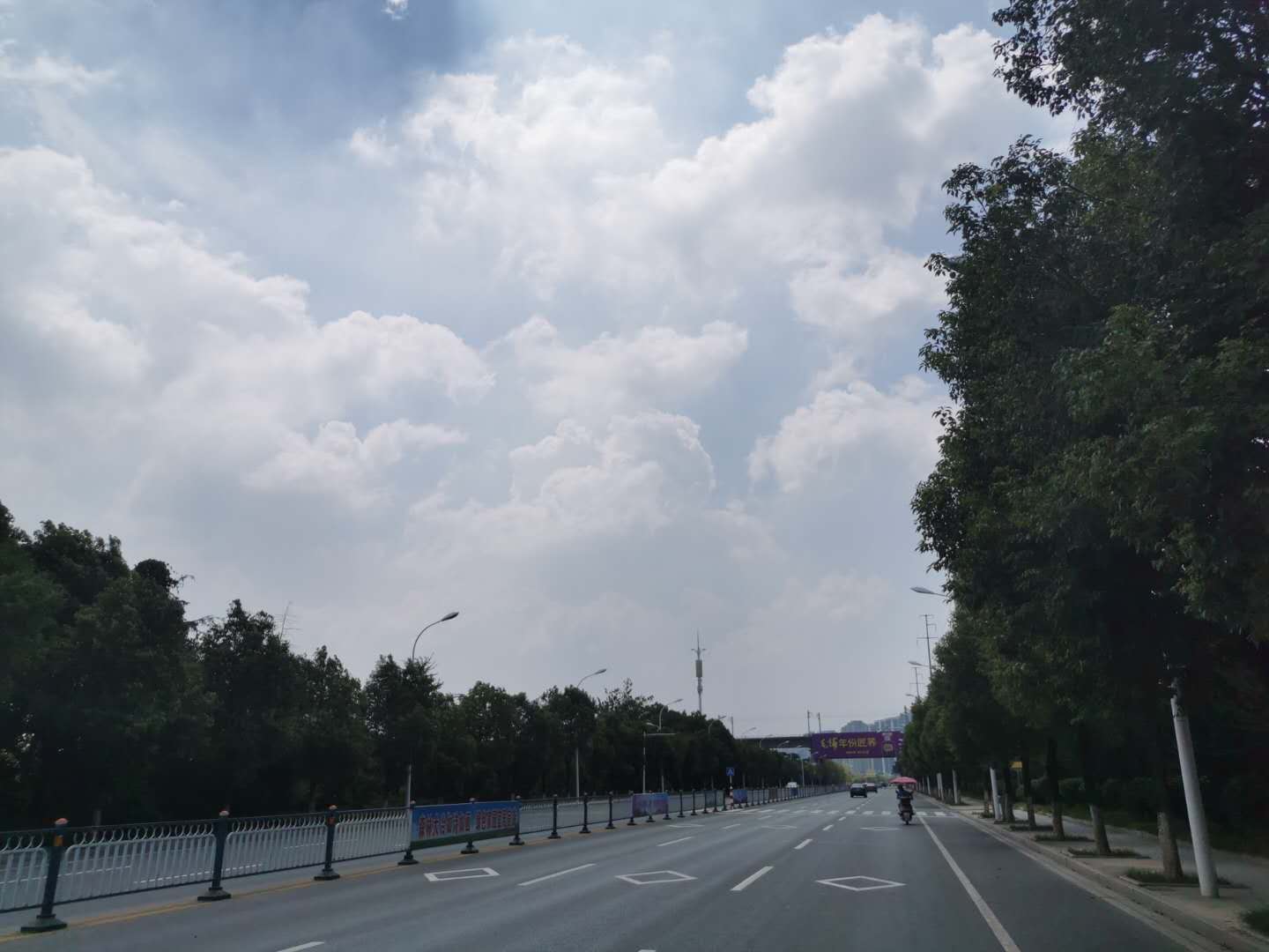 金湖大道綠化-05 金湖大道綠化-05